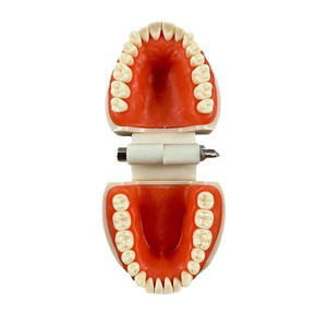 Modèles dentaires, dents en porcelaine, standard dentaire, 32 dents amovibles, nouvelles dents pour adultes - Product Image 5