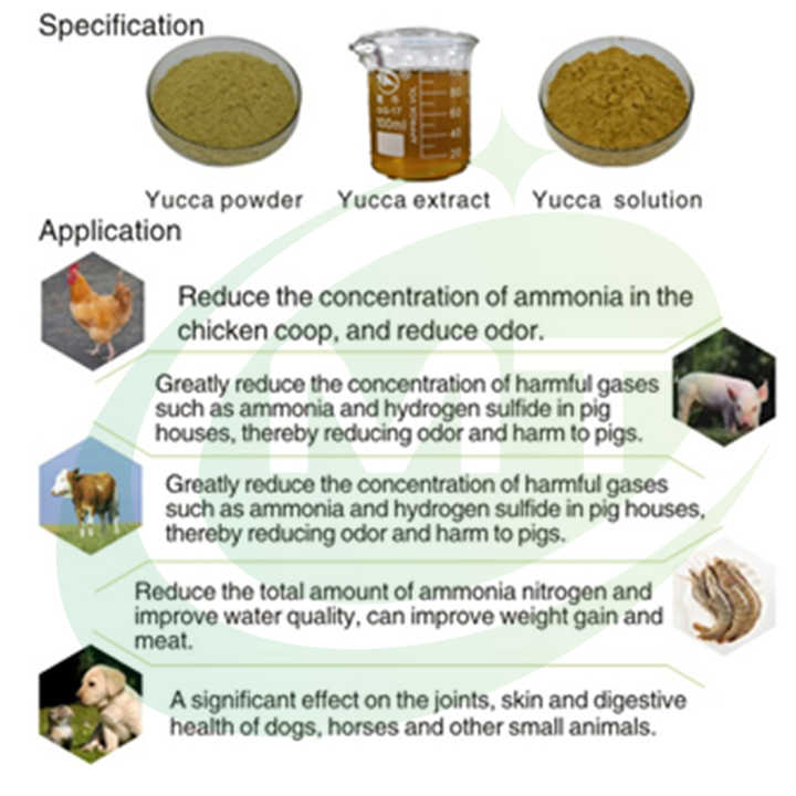 Organic High Pure Yucca Extract Sarsaponin Yucca Schidigera Aerial Part  Extract Powder for Gut Health &