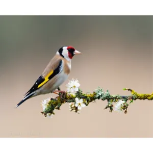 Kit di pittura diamante di fabbrica uccello carino con dipinti di arti della parete di animali di fiori foto 5d mosaico dipinti di diamanti di cristallo