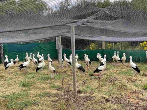 Grillage tissé sur mesure en acier inoxydable 304/316 pour garde-corps d'escalier, balustrade de pont, protection antichute de balcon et clôture de sécurité - Product Image 6