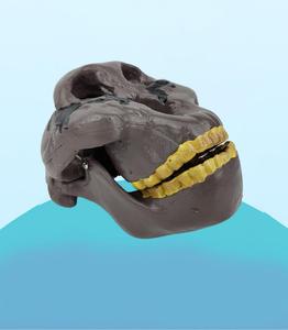 Modelo de Enseñanza de Cráneo de Australopithecus Boisei a Tamaño Real - Anatomía de <span class=keywords><strong>la</strong></span> Evolución Humana para Educación en Antropología y Biología - Product Image 2