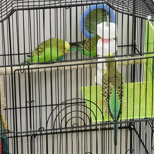 Hot Selling Vijfsterren Vorm Mineraal Slijpen Papegaai Speelgoed Premium Huisdier Calciumsupplement Hamster Beet Belvogel Beet Kauwspeelgoed - Product Image 4