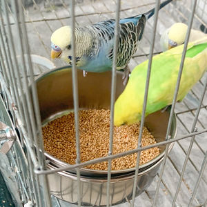 ถ้วยให้อาหารนกแก้วพร้อมห่วงแขวนทำจากสเตนเลสชามอาหารสัตว์เลี้ยง - Product Image 3