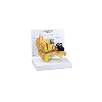 Modèle d'oreille ADA A670MINI basique grandeur nature, 1 pièce en PVC de haute qualité, best-seller pour l'anatomie humaine et les sciences médicales