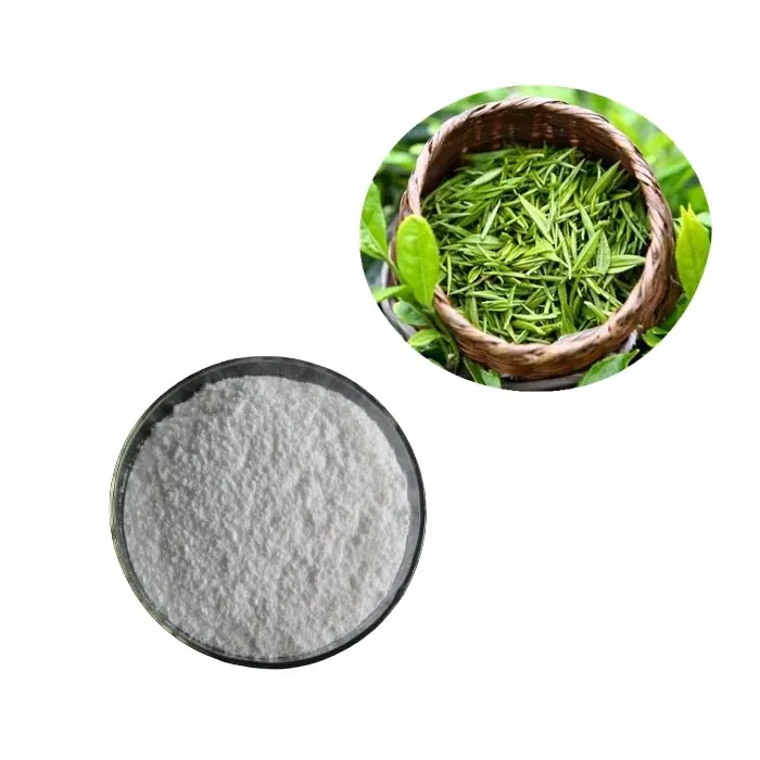 100 % bio-Grüntee-Extraktpulver 20 ~ 98 % L-Theanin grüner Tee Polyphenole HPLC