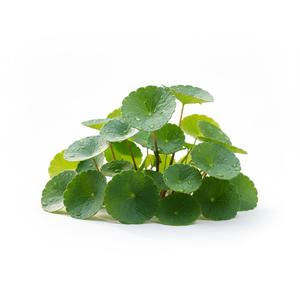 TW Centella PDRN 100 ppm, Materia Prima Cosmética de Alta Concentración Derivada de Plantas, Extracto de Polinucleótidos para el Cuidado Profesional de la Piel - Product Image 4