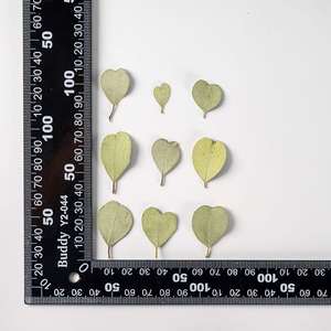 MNR2086 Dried and Pressed <strong>Heart</strong> Shape Eucalyptus Leaves <strong>for</strong> Resin DIY <strong>Craft</strong> Suppliers - Product Image 6