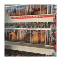 Élevage avicole : 100 poules pondeuses pour fermes d'élevage avec cages à poules pondeuses en batterie galvanisée