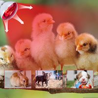 Lampe chauffante infrarouge TSINYE 100W 150W 200W 250W pour animaux amphibes, poulets, porcs, animaux de ferme, animaux de compagnie, et salles de bain