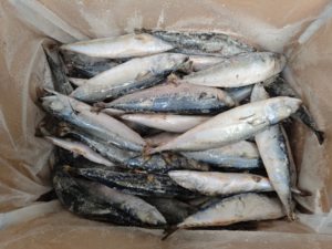 سمك الماكريل الكامل المجمد بتقنية IQF، نسبة التجمد 10%، بيع بالجملة - Product Image 2