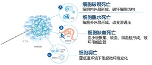 पशु (पालतू) ट्यूमर के लिए क्रायोबेलेशन तकनीक का उपयोग करके न्यूनतम आक्रामक लक्षित शारीरिक चिकित्सा चिकित्सा (2) - Product Image 5