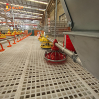 Système d'alimentation automatique pour volailles d'élevage commercial, usine de poulets de chair, fabricant direct, équipement complet