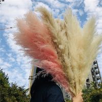 Pabrik grosir K-0172 stok jumlah besar rumput Pampas kering alami merah muda putih untuk pernikahan