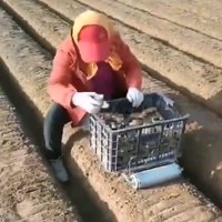 Arbeitssparender Ingwersamen-Transportscooter Landwirtschaftlicher Ingwer-Pflanzwagen für Ingwer-Anbauarbeiten auf dem Bauernhof