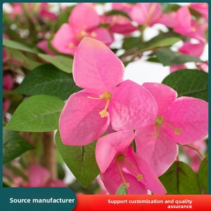 Fournisseur Direct Usine : Plante Artificielle <span class=keywords><strong>en</strong></span> <span class=keywords><strong>Pot</strong></span> Bougainvillier Faite à la Main, Ignifuge et Résistante <span class=keywords><strong>au</strong></span> <span class=keywords><strong>Soleil</strong></span>, pour Aménagement Paysager - Product Image 3