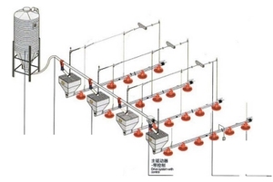 Equipo de Cría de Pollos en Plano, Sistema Automático de Avicultura, Línea de Alimentación y Bebederos para Gallineros - Product Image 3