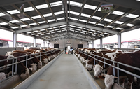 Estructura de Acero para Gallineros, Naves Avícolas, Cobertizos Agrícolas, Edificios Prefabricados para Aves de Corral, Almacenes, Soldadura y Corte