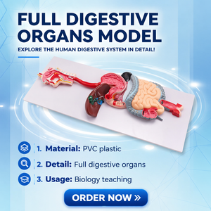 Modelo Anatómico del <span class=keywords><strong>Sistema</strong></span> <span class=keywords><strong>Digestivo</strong></span> <span class=keywords><strong>Humano</strong></span>, Modelo Completo de la Estructura de los Órganos de la Boca al Intestino con Base Plana para el Aula de Biología - Product Image 5