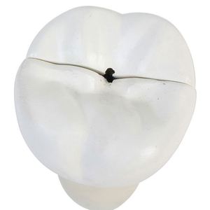 Đứng 3 phần paractice răng nha khoa mô hình răng - Product Image 5