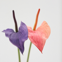 Fleur d'Anthurium Artificielle en PU de Haute Qualité, Toucher Naturel, Faite à la Main, 6 Couleurs, Vente en Gros, Idéale pour la Remise des Diplômes, la Fête des Mères, la Saint-Valentin