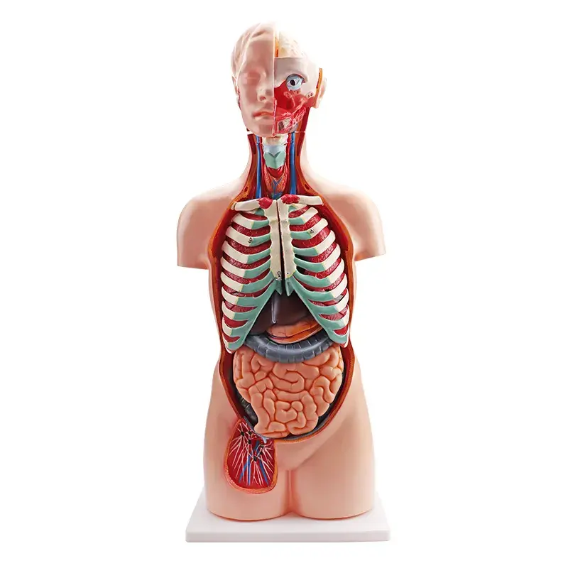 Torso humano Unisex, modelo biomédico de 85cm, 17 piezas, espalda abierta para la enseñanza de la Escuela de Medicina