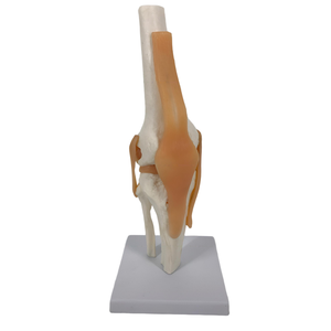 โมเดลโครงกระดูกกายวิภาคของพีวีซีมนุษย์สำหรับการศึกษาทางการแพทย์ในโรงเรียนมุ่งเน้นไปที่ข้อต่อหัวเข่าโมเดลชีววิทยาพลาสติก - Product Image 4