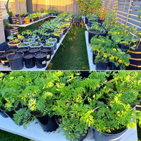 Pots de culture en plastique noir 1/2/3/5/7/8/10/15/20/25 gallons d'approvisionnement d'usine pour le jardinage