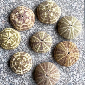 Coquillages enfer air méditerranéen ananas conque <span class=keywords><strong>coquille</strong></span> <span class=keywords><strong>oursin</strong></span> accessoires de décoration de la maison - Product Image 2