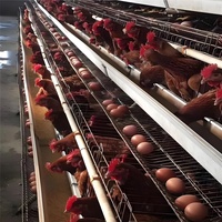 Cage à poules pondeuses de type A pour élevage avicole commercial