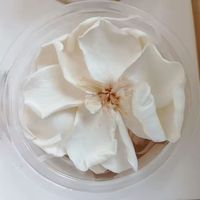Fleur de gardénia séchée naturelle et préservée pour la remise des diplômes, le Nouvel An chinois, Noël, Thanksgiving et Pâques