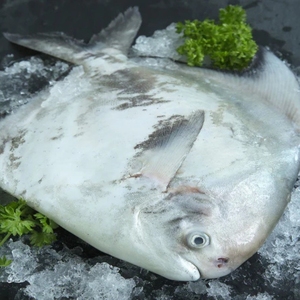 Sauvage pêché blanc pomfret premium poisson entier frais océan récolte argent pomfret espèce filet de fruits de mer coupé exportation grade - Product Image 2