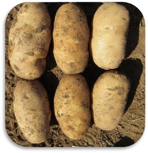 批发新鲜中国土豆和水果蔬菜小吃 - Product Image 4