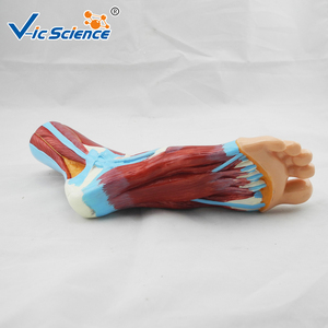 Modello Anatomico del Piede, <span class=keywords><strong>Esemplare</strong></span> di Simulazione <span class=keywords><strong>Standard</strong></span>, Modello Dimostrativo per l'Insegnamento dell'Anatomia nelle Scuole Mediche - Product Image 4