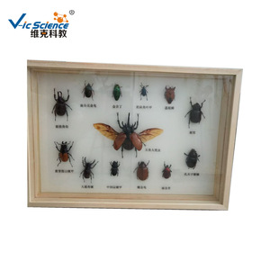 Nuisibles agricoles ; spécimens séchés de parasites du blé ; larves de liminodes ; larves de liminodes de la betterave ; spécimens pédagogiques d'insectes. - Product Image 1