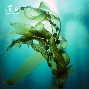 אורגני מוצר אצת אצות ארוחת שמקורה laminaria אבקת תמצית אצות דשן - Product Image 2