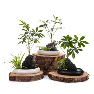 Pots de fleurs en céramique vase en céramique de style moderne décoration d'intérieur pots de <span class=keywords><strong>jardinière</strong></span> vie volcanique arbre parapluie cadeau génial OEM - Product Image 2