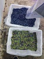 Commerciële fruitkleur sorteermachine voor blauwe bessen, optische sorteerder voor de landbouw