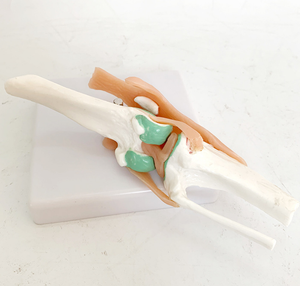 Modelo Anatómico de Rodilla Canina, Modelo de Enseñanza de Función de Ligamentos y Articulaciones <span class=keywords><strong>del</strong></span> <span class=keywords><strong>Esqueleto</strong></span> Canino - Product Image 4
