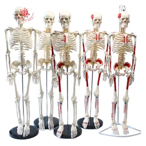 9 types <span class=keywords><strong>de</strong></span> pieds amovibles médicaux d'anatomie <span class=keywords><strong>de</strong></span> modèle <span class=keywords><strong>de</strong></span> <span class=keywords><strong>squelette</strong></span> humain <span class=keywords><strong>de</strong></span> 85cm, faciles à assembler, comprennent une Base pouvant être posée sur le bureau - Product Image 2