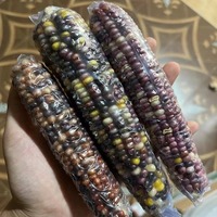 Maïs naturel frais en épi pour hamster, friandise à mâcher pour les dents, graine en épi pour cochon d'Inde et petits animaux, vente en gros