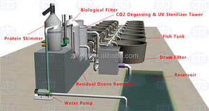 Système <span class=keywords><strong>ras</strong></span>/équipement pour pisciculture/système d'aquaculture à recirculation prix - Product Image 2