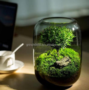 <span class=keywords><strong>Terrarium</strong></span> en verre 2023 plantes botaniques vase globe <span class=keywords><strong>terrarium</strong></span> kit produits de jardin - Product Image 2