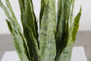 Plantas <span class=keywords><strong>de</strong></span> Serpiente Artificiales <span class=keywords><strong>de</strong></span> 90CM, Tipo <span class=keywords><strong>Lengua</strong></span> <span class=keywords><strong>de</strong></span> Madre <span class=keywords><strong>de</strong></span> <span class=keywords><strong>la</strong></span> Novia, Verdes, <span class=keywords><strong>de</strong></span> Gran Tamaño - Product Image 4