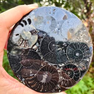 Fossiles de coquillages en gros, disque en spirale, spécimen océanique rare pour la décoration de la maison, collection pour les passionnés de géologie et exposition éducative - Product Image 6