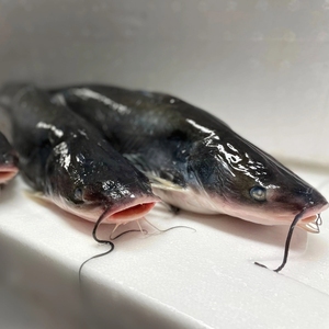 Bagre congelado, filete entero capturado en la naturaleza, porción de bistec cortado, mariscos a granel, Exportación al por mayor para supermercados, catering, suministro horeca - Product Image 6