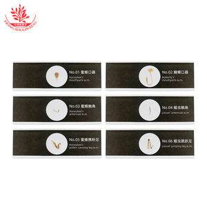 <b>Plastic</b> biological specimen <b>slides</b>, butterfly mouthparts, glass-like quality, with Chinese and English labels for biological - Product Image 3