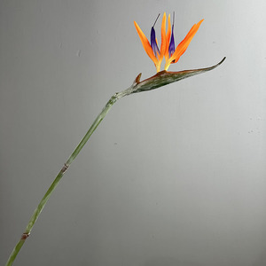 Fleur artificielle réaliste en PU de 97 cm, Fleur de l'oiseau de paradis à longue tige, Fleur tropicale artificielle <span class=keywords><strong>Strelitzia</strong></span> pour la décoration de vases de sol d'hôtel - Product Image 6