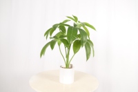 Artificielle Simple Moderne Maison Meuble TV Simulation Plante En Pot Internet Café Lait Boutique Cabinet Nordique Décoration petit Bonsaï