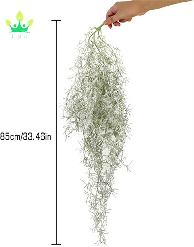 fischschwanzpalme zimmerpflanze Caryota mitis main image 1