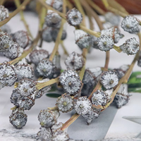 Expédition en lot de l'usine : Fruits d'eucalyptus séchés naturels pour la maison, les fêtes, les mariages, Noël, la Saint-Valentin – Écologiques et longue durée